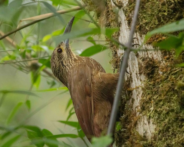 Strong-billed Woodcreeper