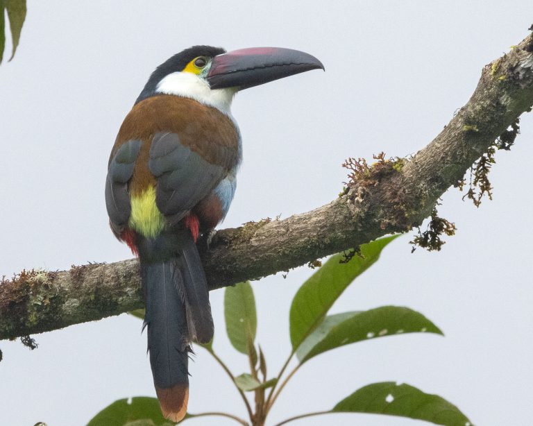 Black-billed Mountain Toucan
