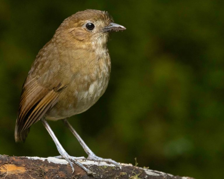 Brown-banded Antpitta