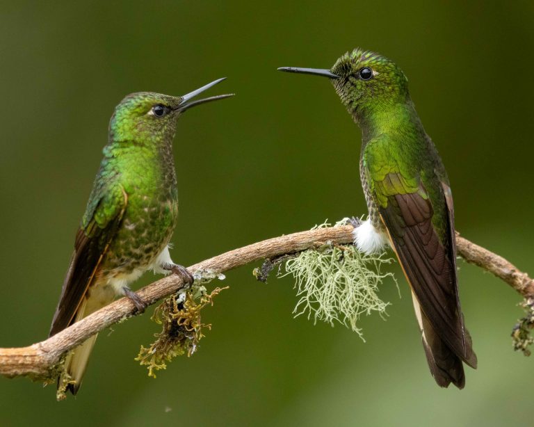 Buff-tailed Coronet