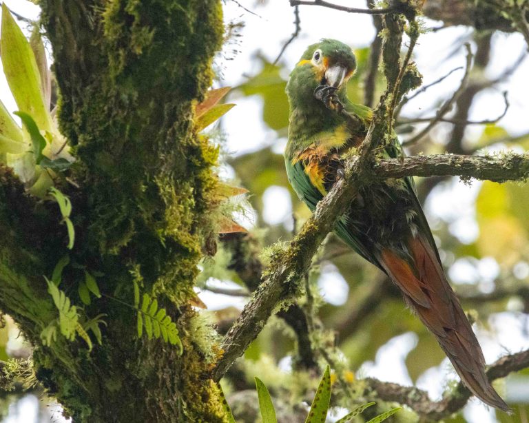 Golden-plumed Parakeet