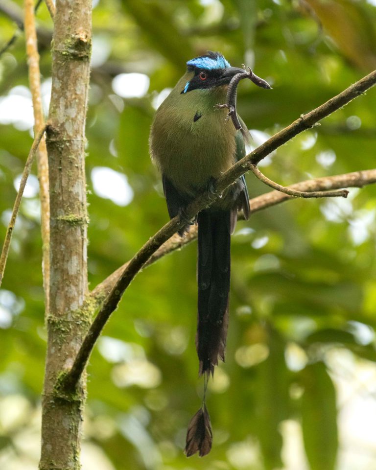 Andean Motmot