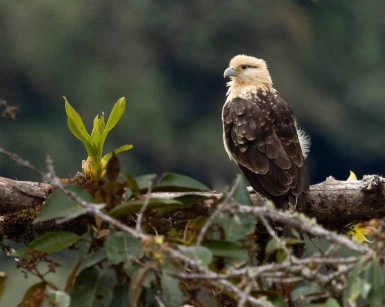 Yellow-headed Caracara