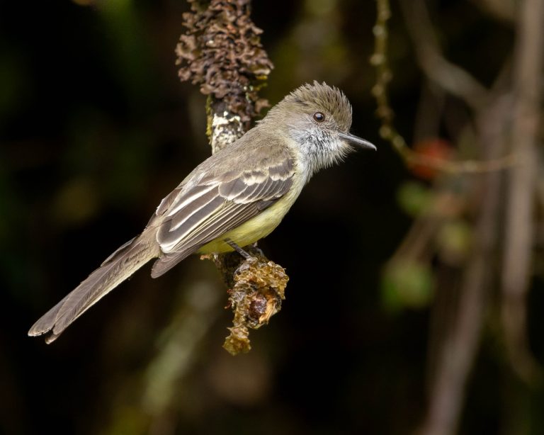 Pale-edged Flycatcher