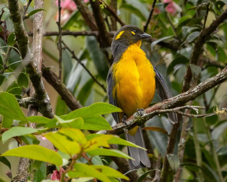 Lacrimose Mountain Tanager