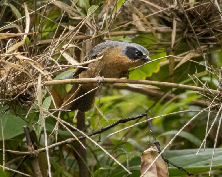 Black-eared Hemispingus