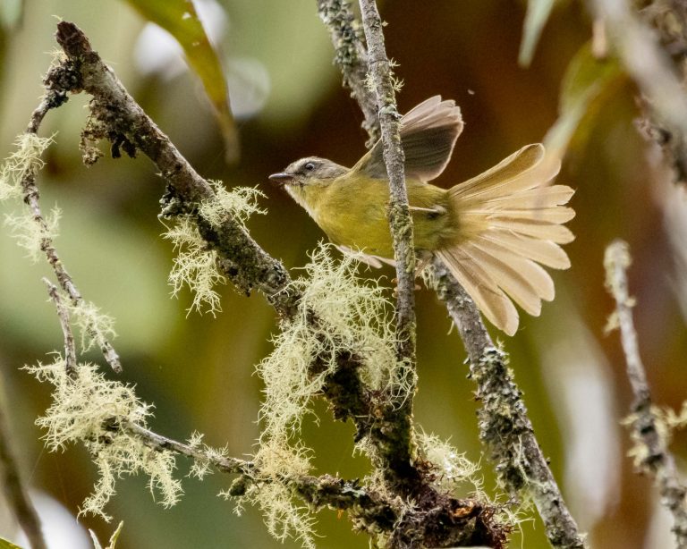 Superciliated Hemispingus