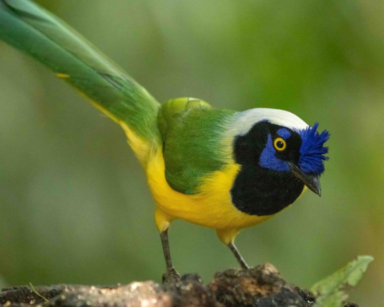 Green Jay (Inca)