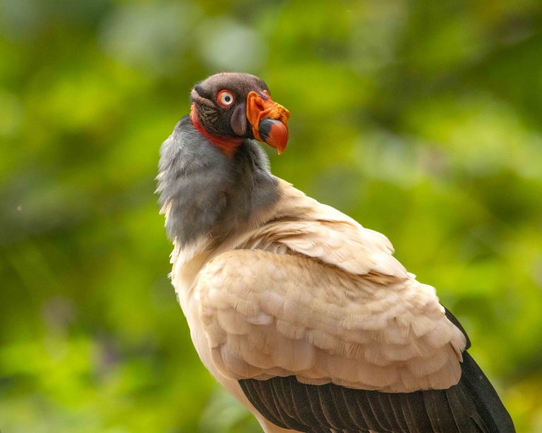 King Vulture