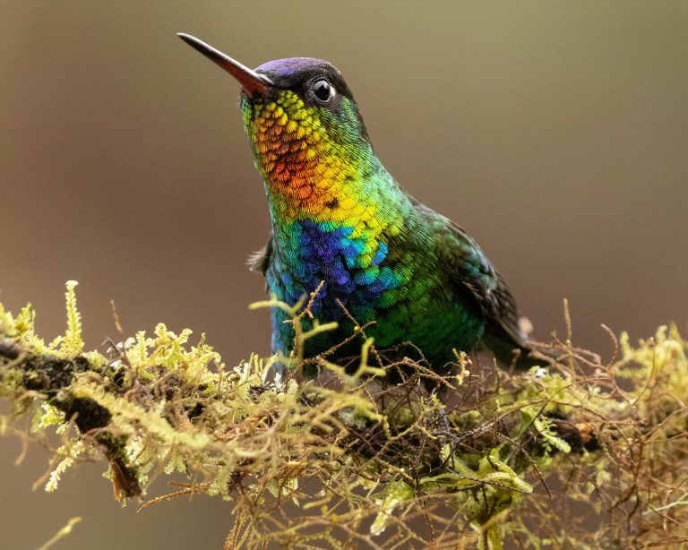 Fiery-throated Hummingbird