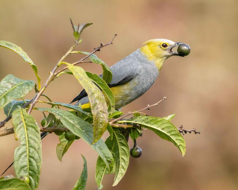 Long-tailed Silky-flycatcher