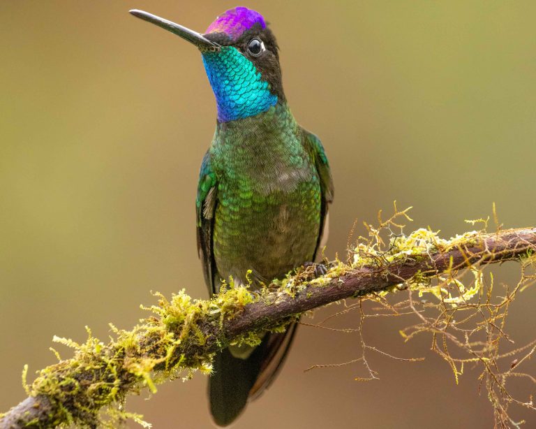 Talamanca Hummingbird