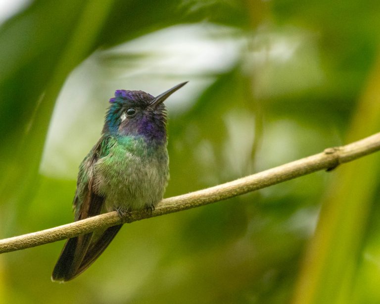 Violet-headed Hummingbird