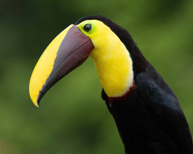 Yellow-throated Toucan