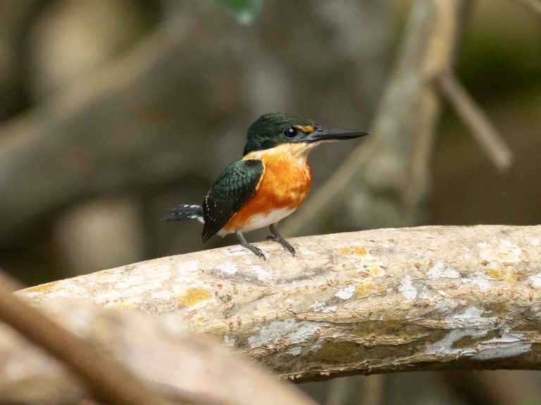 American Pygmy Kingfisher