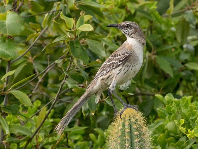 Bahama Mockingbird
