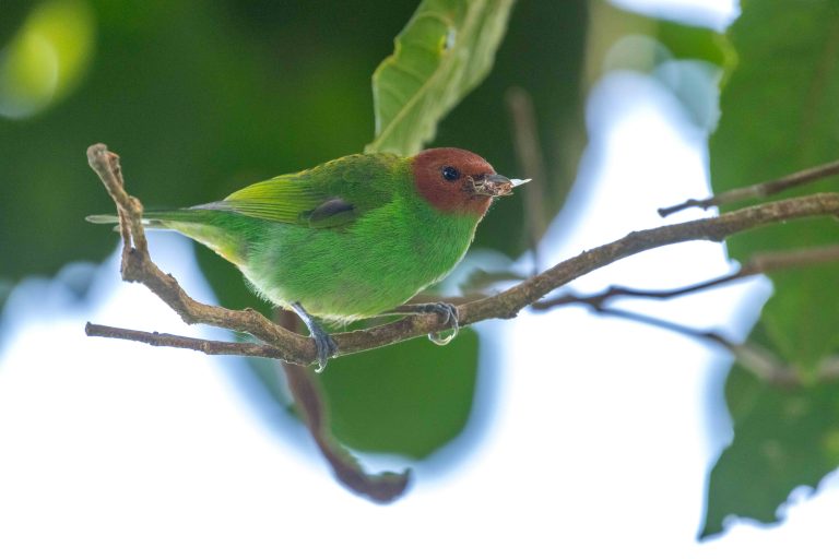Bay-headed Tanager