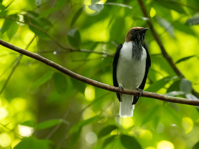 Bearded Bellbird