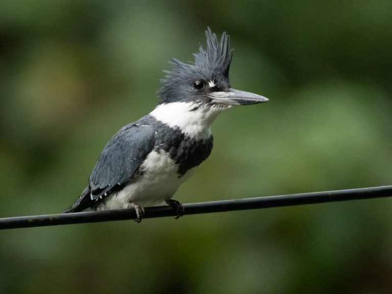 Belted Kingfisher