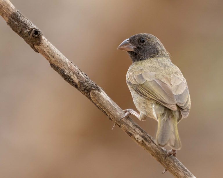 Black-faced Grassquit