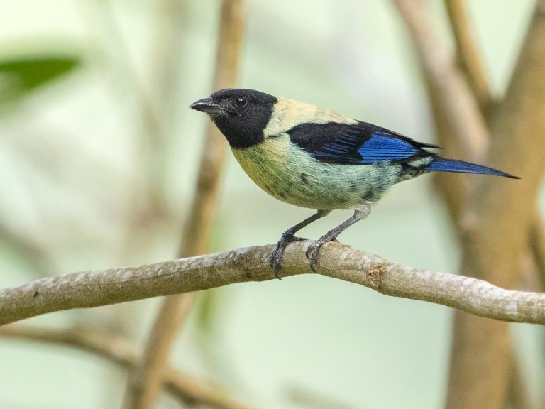 Black-headed Tanager