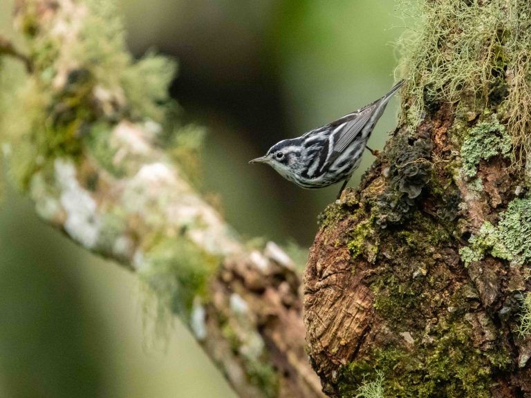 Black-and-white Warbler