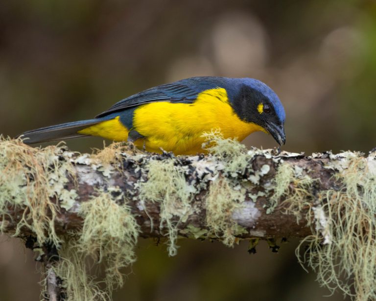 Black-cheeked Mountain-Tanager (E)