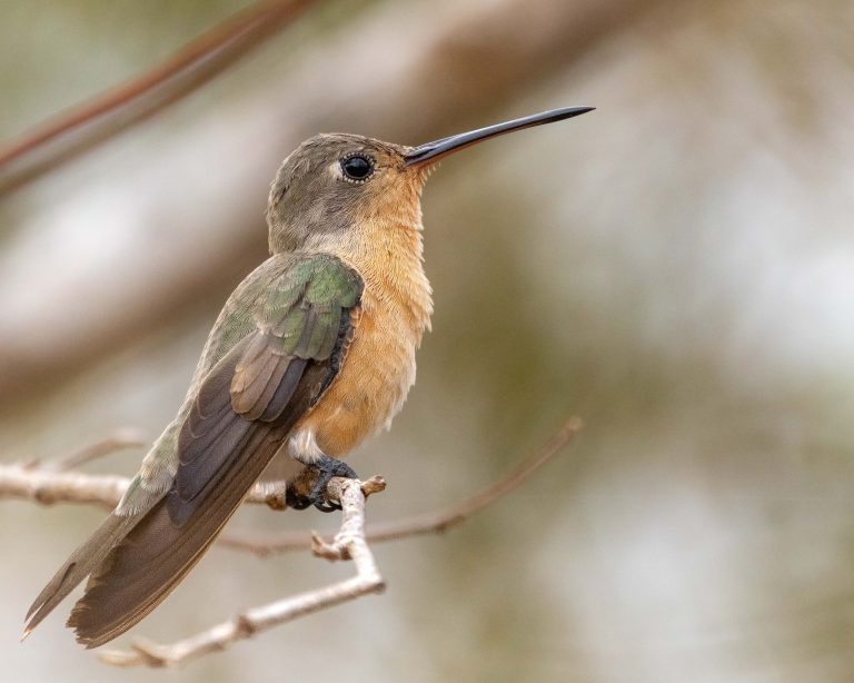 Buffy Hummingbird (E)