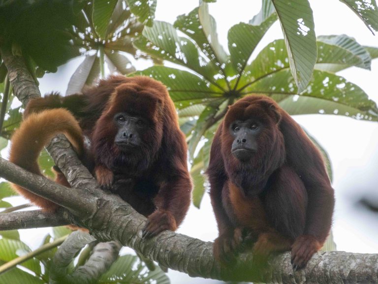 Colombian Red Howler Monkey