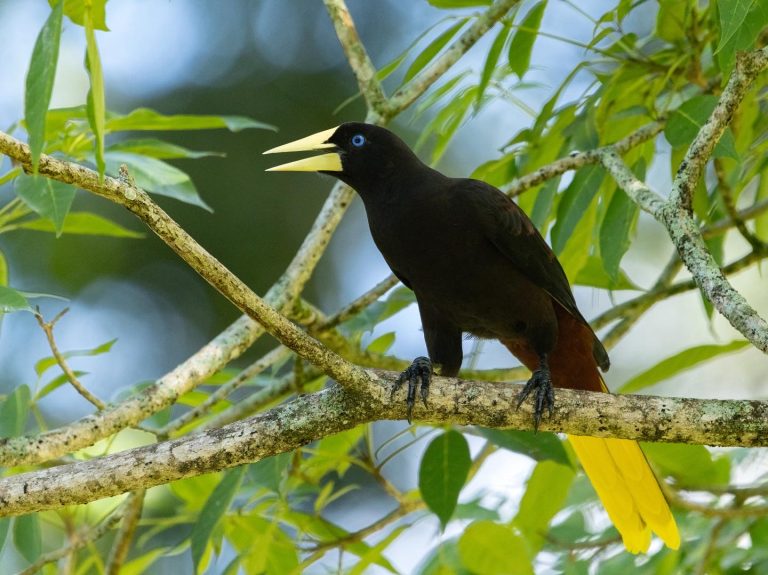 Crested Oropendola