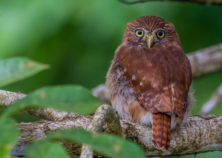 Ferruginous Pygmy Owl