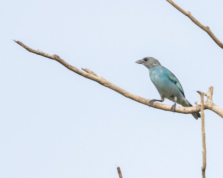 Glaucous Tanager (E)