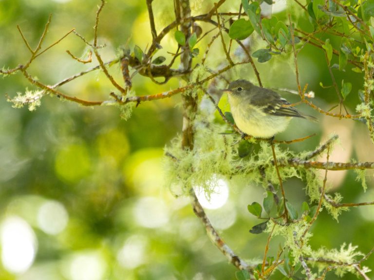Greater Antillean Elaenia