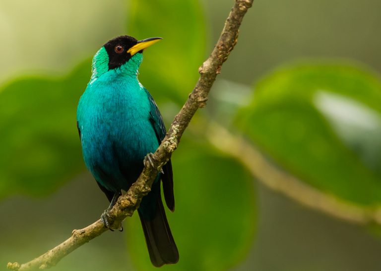 Green Honeycreeper