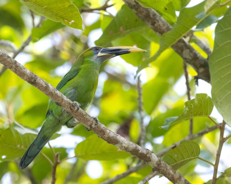 Groove-billed Toucanet (E)