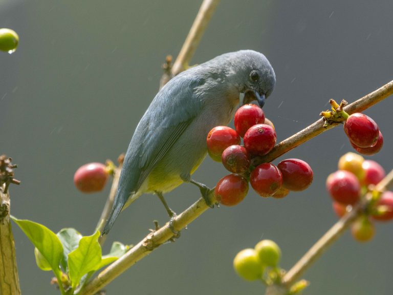 Jamaican Euphonia