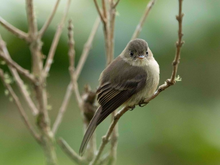 Jamaican Pewee
