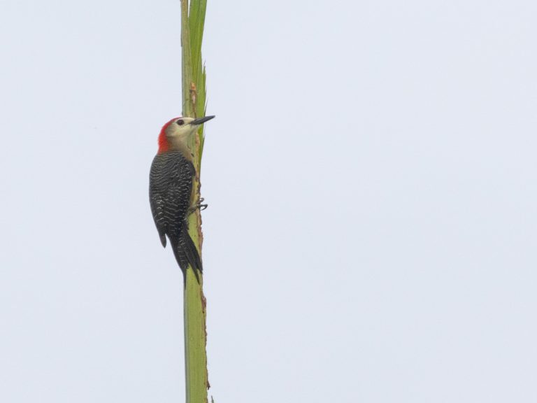 Jamaican Woodpecker