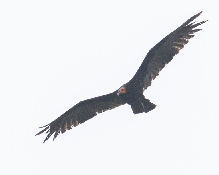 Lesser Yellow-Headed Vulture