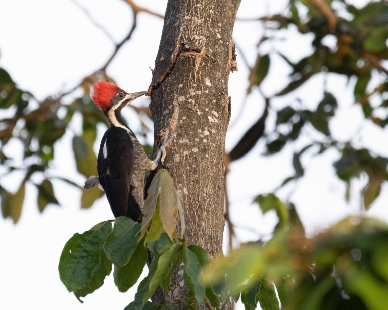 Lineated Woodpecker