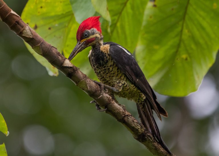 Lineated Woodpecker