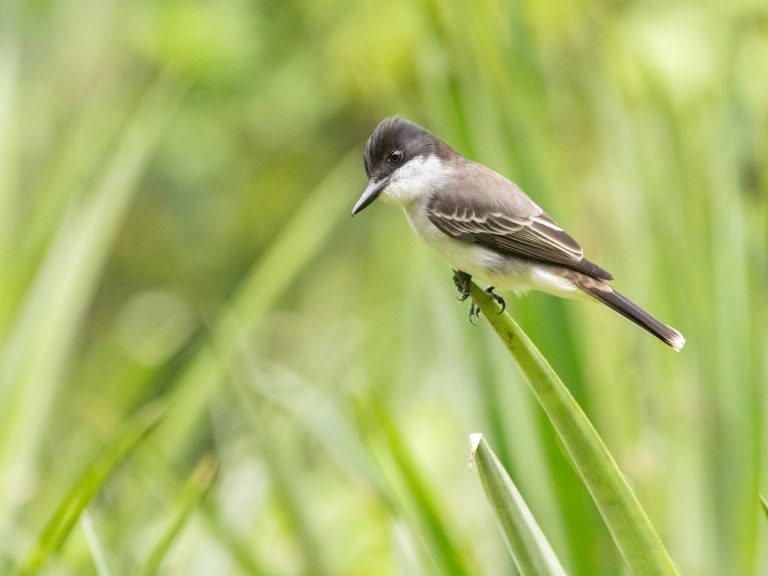 Loggerhead Kingbird
