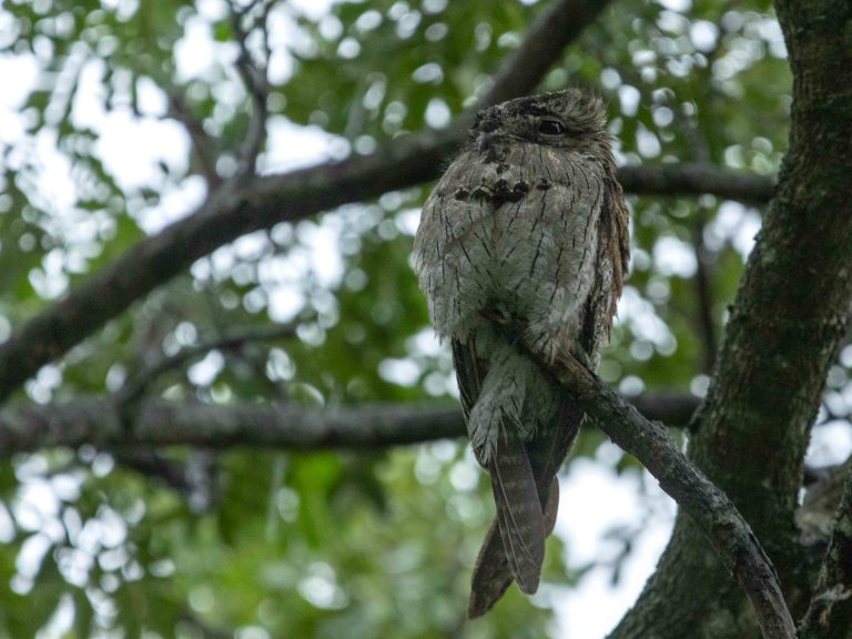 Northern Potoo