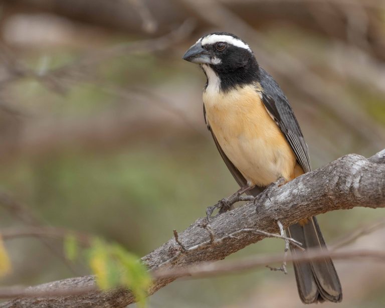 Orinocan Saltator (E)