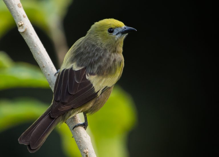 Palm Tanager