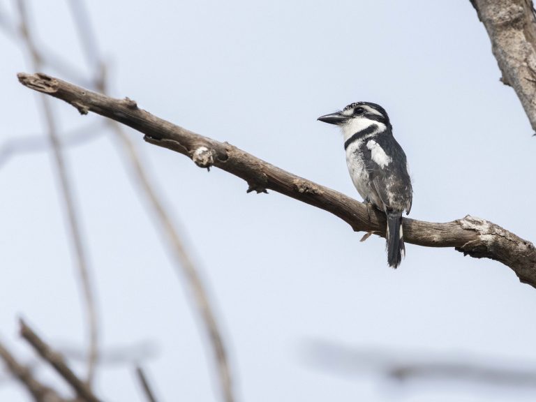 Pied Puffbird