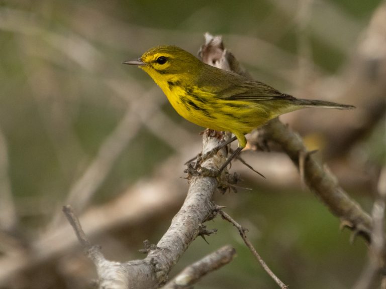 Prairie Warbler