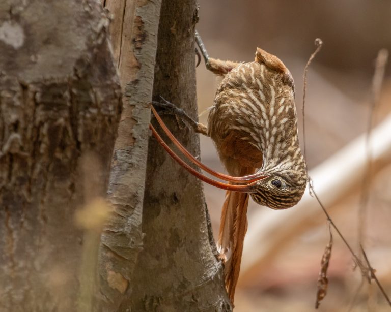 Red-billed Scythebill