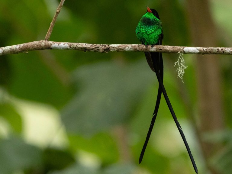 Red-billed Streamertail