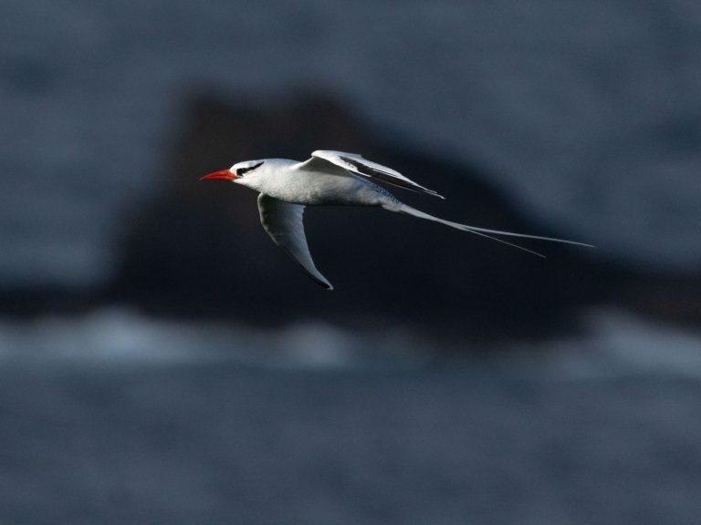 Red-billed Tropicbird